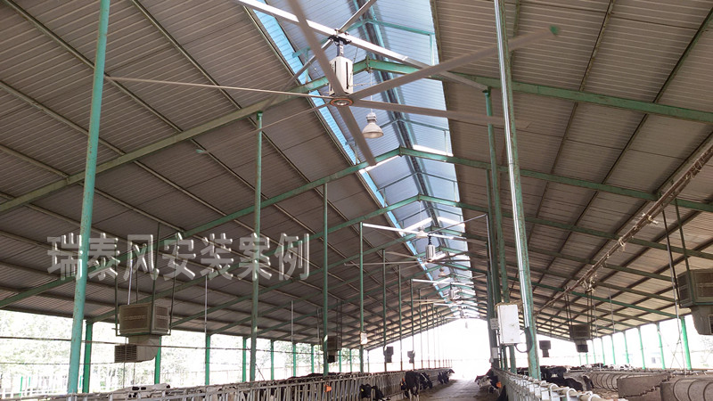 瑞泰風工廠車間用大型工業吊扇，養殖場應用案例